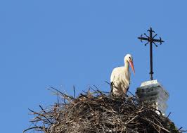 Attēlu rezultāti vaicājumam “Ciconia ciconia nest”