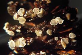 Attēlu rezultāti vaicājumam “Mollisia amenticola”