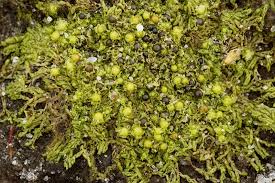 Attēlu rezultāti vaicājumam “Fossombronia foveolata”