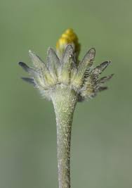 Attēlu rezultāti vaicājumam “Bellis perennis bud”