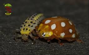 Attēlu rezultāti vaicājumam “Halyzia sedecimguttata”