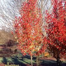Attēlu rezultāti vaicājumam “Pyrus”