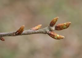 Attēlu rezultāti vaicājumam “Quercus robur bud”