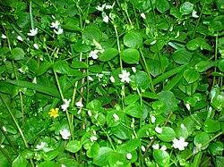 Attēlu rezultāti vaicājumam “Claytonia sibirica flower”