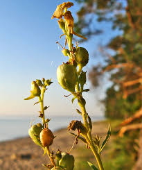 Attēlu rezultāti vaicājumam “Oenothera rubricauli bud”