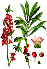 Attēlu rezultāti vaicājumam “Daphne mezereum flower”