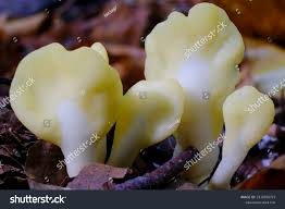 Attēlu rezultāti vaicājumam “Spathularia flavida”