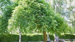 Attēlu rezultāti vaicājumam “Fraxinus excelsior Pendula”