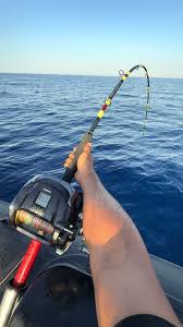 Image result for Polyprion americanus