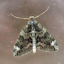 Attēlu rezultāti vaicājumam “Chloroclysta siterata”