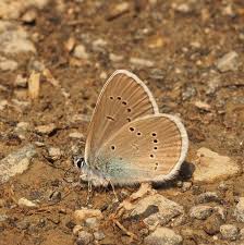 Attēlu rezultāti vaicājumam “Cyaniris semiargus male”