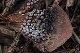 Attēlu rezultāti vaicājumam “Pucciniastrum areolatum”