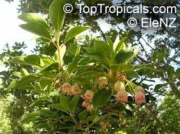 Attēlu rezultāti vaicājumam “Enkianthus campanulatus flower”