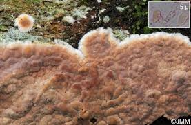 Attēlu rezultāti vaicājumam “Cylindrobasidium evolvens”