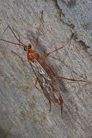 Attēlu rezultāti vaicājumam “Ichneumonidae”