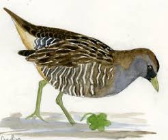 Image result for Porzana carolina