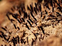 Attēlu rezultāti vaicājumam “Stemonitopsis typhina stalked”