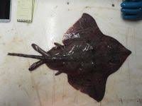 Image result for Amblyraja hyperborea