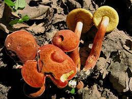 Attēlu rezultāti vaicājumam “Xerocomus rubellus”