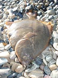 Image result for Liopsetta glacialis