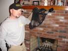 Squirrel Removal in Massachusetts - Squirrel Exterminators - How ...