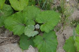 Attēlu rezultāti vaicājumam “Petasites spurius”