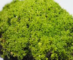 Attēlu rezultāti vaicājumam “Barbula unguiculata macro”