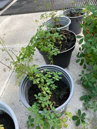 Image result for Ildblomkarse