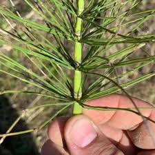 Attēlu rezultāti vaicājumam “Equisetum fluviatile”
