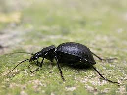 Attēlu rezultāti vaicājumam “Cychrus caraboides”