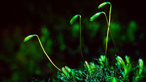 Attēlu rezultāti vaicājumam “Mnium hornum sporophyte”