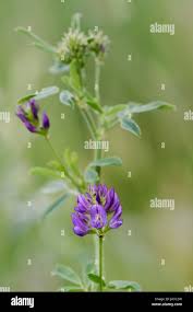 Attēlu rezultāti vaicājumam “Medicago sativa subsp. sativa flower”