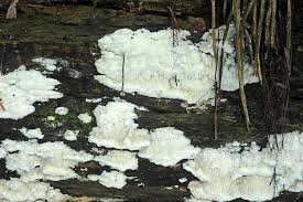 Attēlu rezultāti vaicājumam “Rhodonia placenta”