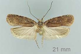 Attēlu rezultāti vaicājumam “Agonopterix heracliana”