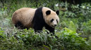 Image result for pandas