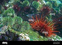 Image result for Strongylocentrotus droebachiensis