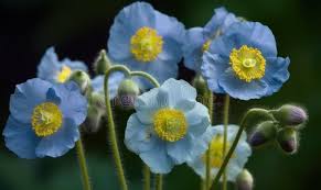 Image result for Meconopsis betonicifolia