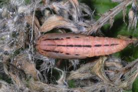 Attēlu rezultāti vaicājumam “Thalera fimbrialis”