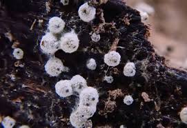 Attēlu rezultāti vaicājumam “Lasiosphaeria ovina”