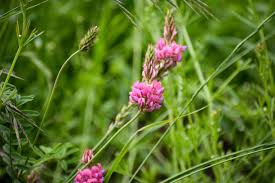 Attēlu rezultāti vaicājumam “Onobrychis arenaria fruit”