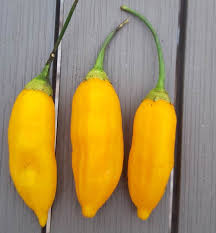 Afbeeldingsresultaat voor aji habanero hot pepper