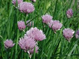 Attēlu rezultāti vaicājumam “Allium schoenoprasum fruit”