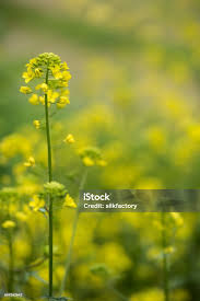 Attēlu rezultāti vaicājumam “Sinapis alba flower”