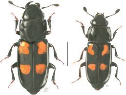 Attēlu rezultāti vaicājumam “Glischrochilus hortensis”