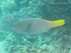 Image result for Scarus ferrugineus