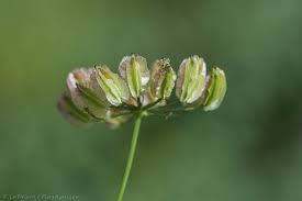 Attēlu rezultāti vaicājumam “Laserpitium latifolium bud”