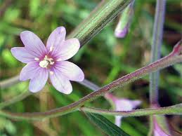 Attēlu rezultāti vaicājumam “Epilobium palustre flower”