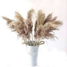Attēlu rezultāti vaicājumam “Phragmites communis flower”