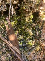 Attēlu rezultāti vaicājumam “Eucladium verticillatum”