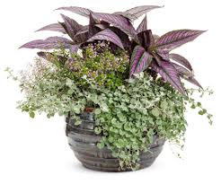 Image result for Helichrysum lindleyii